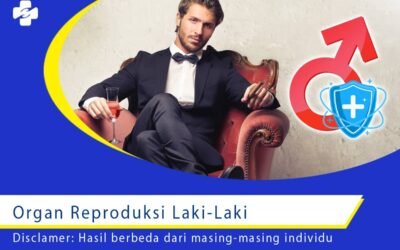 Organ Reproduksi Laki-Laki 1