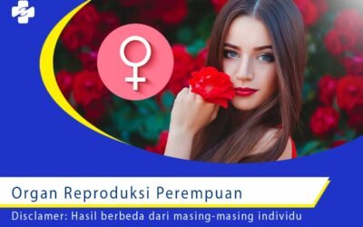 Organ Reproduksi Perempuan 1